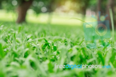 Grass And Nature In Garden Stock Photo