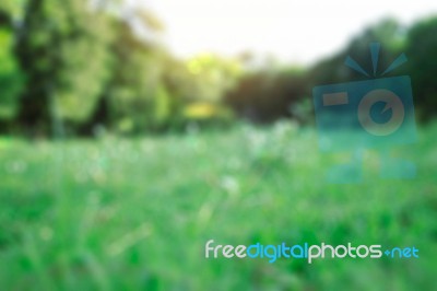 Grass And Trees With Blurred Images Stock Photo