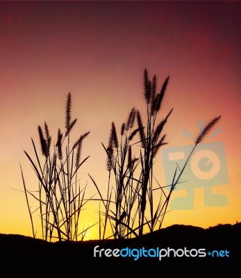 Grass At Sunset Stock Photo