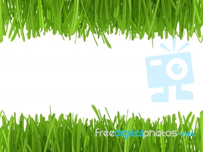 Grass Background Stock Image