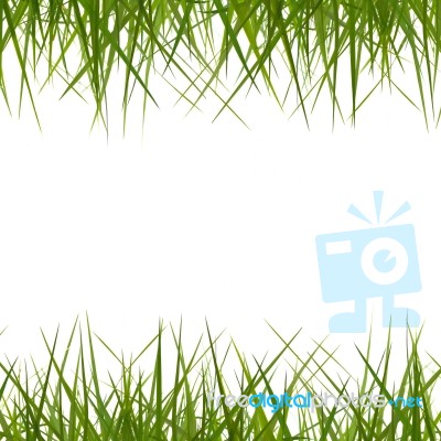 Grass Background Stock Image