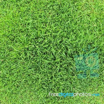 Grass Background Stock Photo