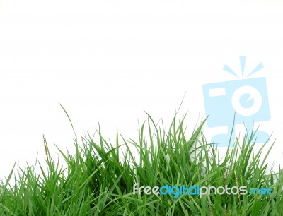 Grass Background Stock Photo