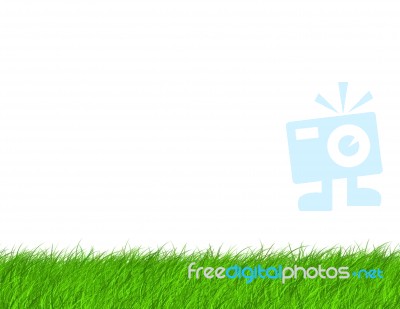 Grass Background Stock Image