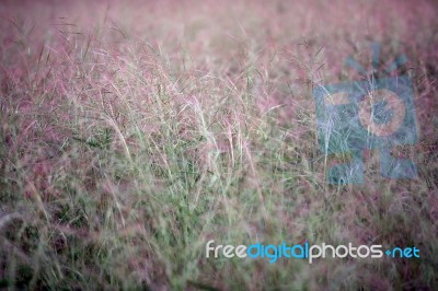 Grass Background Stock Photo