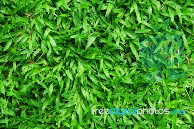 Grass Background  Stock Photo