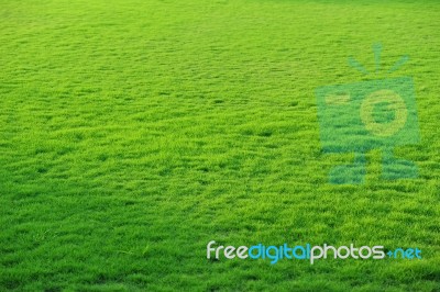 Grass Field Stock Photo