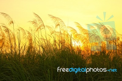 Grass Fields At Sunset Stock Photo