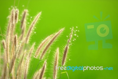 Grass Flower Stock Photo