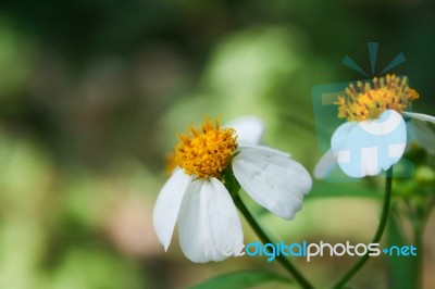 Grass Flower Stock Photo