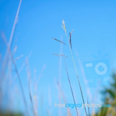 Grass Flower And Blue Sky Stock Photo