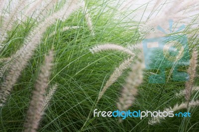 Grass Flower Background In Nature Stock Photo