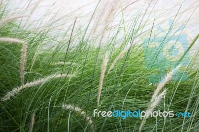 Grass Flower Background In Nature Stock Photo