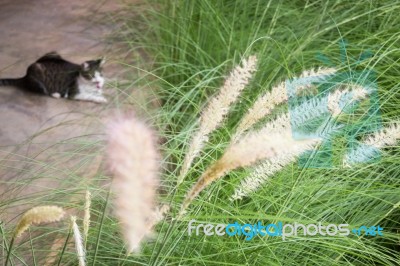 Grass Flower Background In Nature Stock Photo