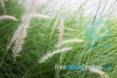 Grass Flower Background In Nature Stock Photo