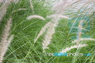 Grass Flower Background In Nature Stock Photo