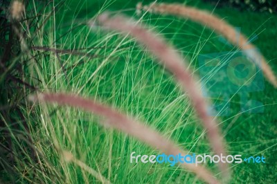 Grass Flower In The Yard Stock Photo