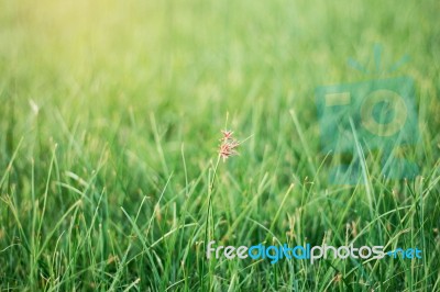 Grass Flower With Green Nature Stock Photo