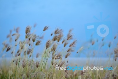 Grass Flowers Stock Photo