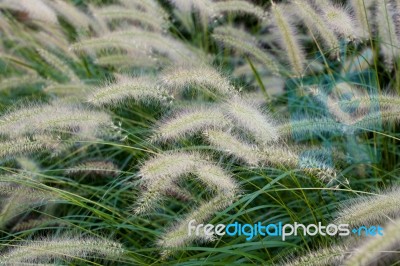 Grass Flowers Stock Photo