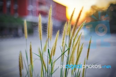 Grass Flowers Stock Photo