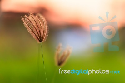 Grass Flowers Close Up Stock Photo