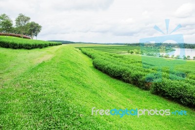 Grass In The Tea Plantation Stock Photo