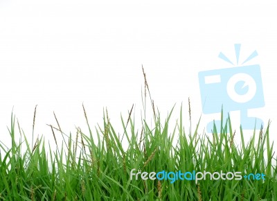 Grass Isolated Stock Photo