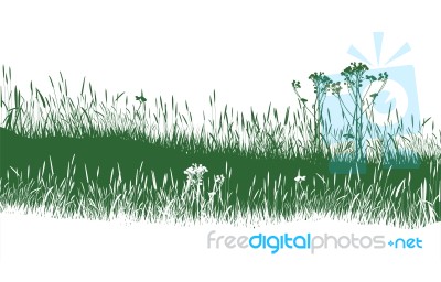 Grass  Meadow Stock Image