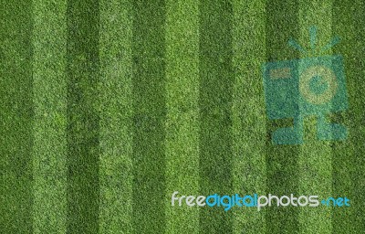 Grass Of Soccer Field Stock Photo