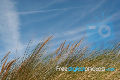 Grass On Sand Dunes Against The Sky Horizontal Stock Photo