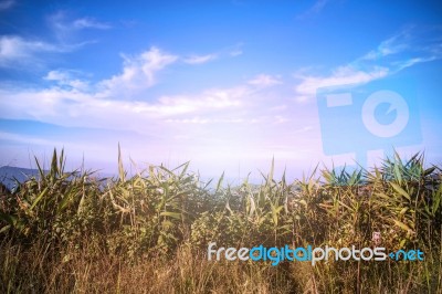 Grass On The Mountain Stock Photo