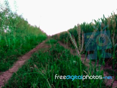 Grass On The Way Between Fields Of Wheat For Background Stock Photo