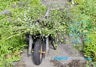 grass on Wheelbarrow with fork Stock Photo