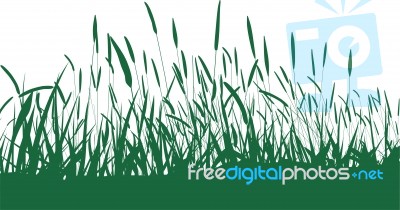 Grass On White Background Stock Image