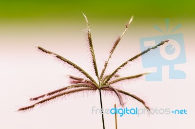 Grass Pollen Close Up Stock Photo