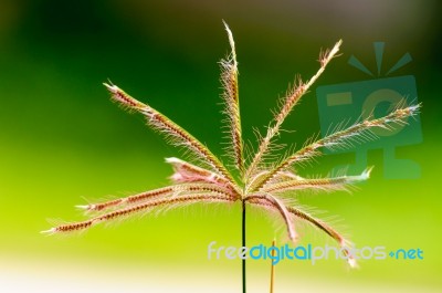 Grass Pollen Close Up Stock Photo