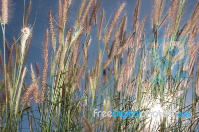 
Grass, Sky, Sun, Beautiful Late Stock Photo