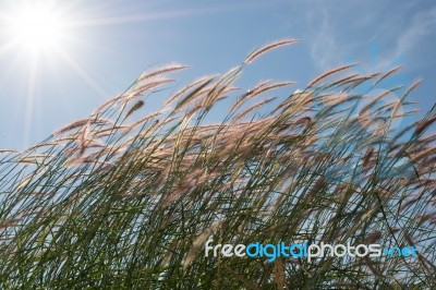 
Grass, Sky, Sun, Beautiful Late Stock Photo