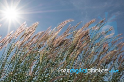 
Grass, Sky, Sun, Beautiful Late Stock Photo