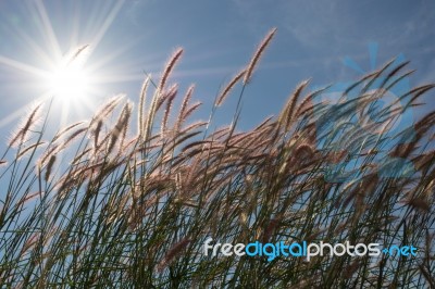 
Grass, Sky, Sun, Beautiful Late Stock Photo