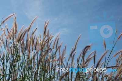 
Grass, Sky, Sun, Beautiful Late Stock Photo