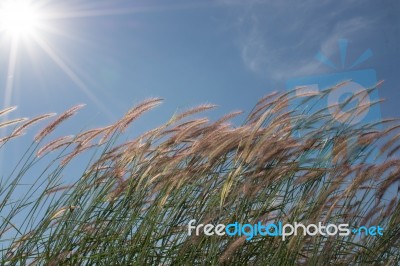 
Grass, Sky, Sun, Beautiful Late Stock Photo