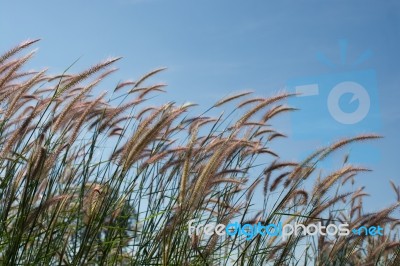 
Grass, Sky, Sun, Beautiful Late Stock Photo