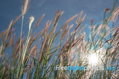 
Grass, Sky, Sun, Beautiful Late Stock Photo