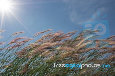 
Grass, Sky, Sun, Beautiful Late Stock Photo