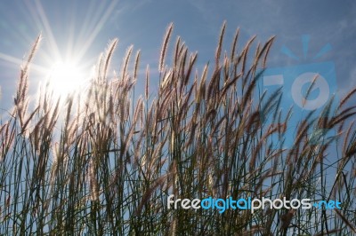 
Grass, Sky, Sun, Beautiful Late Stock Photo