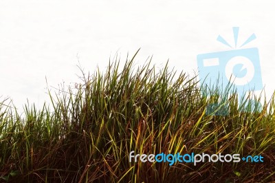 Grass With A White Background Stock Photo