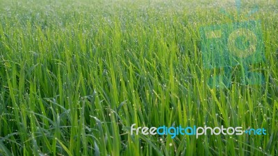 Grass With Drops Stock Photo