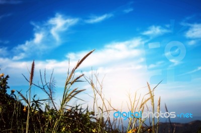 Grass With The Blue Sky Stock Photo